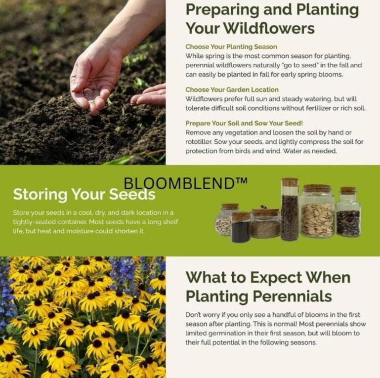BloomBlend⹠| Blandade Blomfrön - Aurora Stockholm