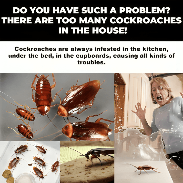 1 + 2 GRATIS IDAG | CritterCatch⹠| Super anti-kackerlacksfÀlla - Aurora Stockholm