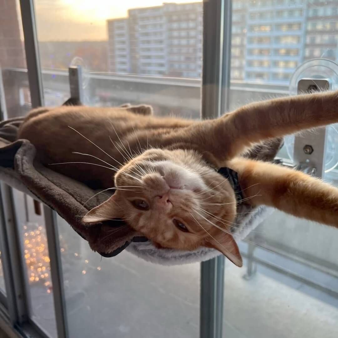 CatNook⹠| HopfÀllbar katthÀngmatta
