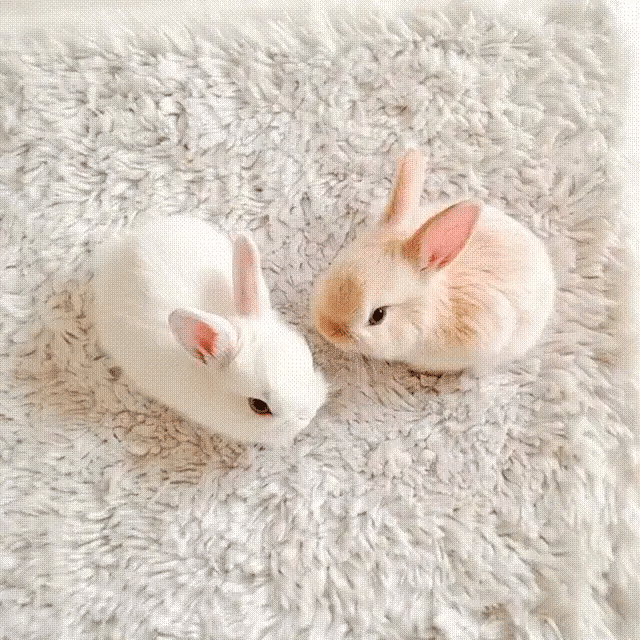 TILLFĂLLIGT 50% RABATT | BunnyBotâą | Din gosiga, verklighetstrogna följeslagare för livet!