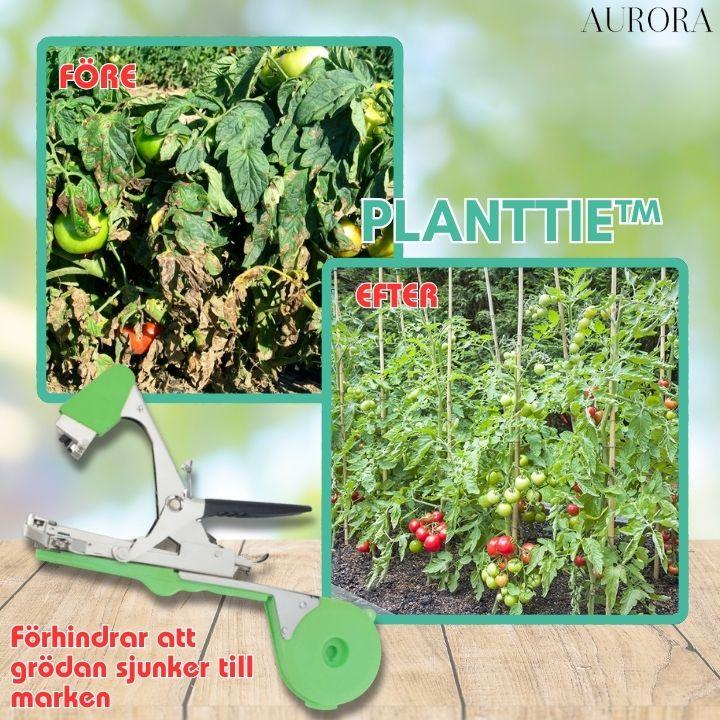 PlantTie™ | Bind växter minst 3 gånger snabbare! | 60% RABATT TILLFÄLLIGT - Aurora Stockholm