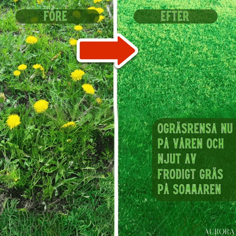 TILLFÄLLIGT 50% RABATT | WeedBuster™ | Säg adjö till ogräs på några sekunder!