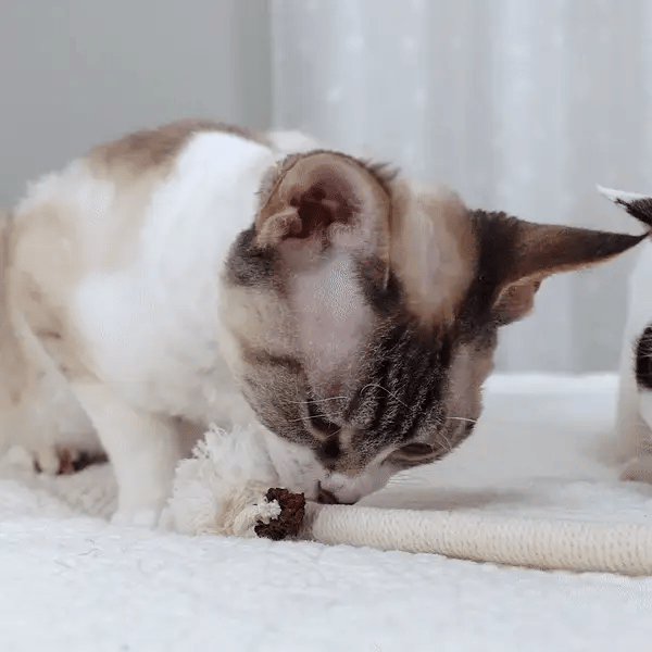 3 + 3 GRATIS IDAG  KittyKnot™ 