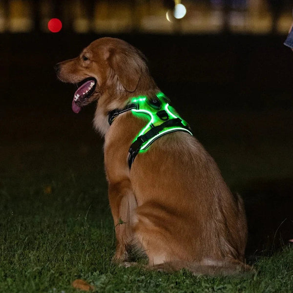 TILLFÄLLIGT 50% OFF  GloLeash™ 