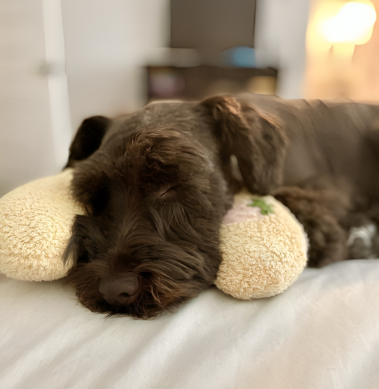 CuddlePaws™ | Ortopedisk halvmåneformad kudde för husdjur